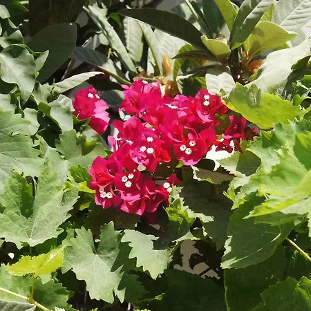 Angeliki's בית הארחה פארוס