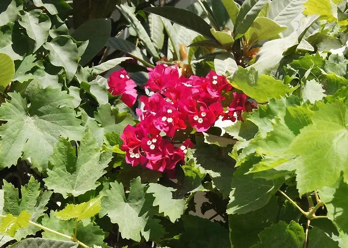 Angeliki's Guest house Parikia (Paros)